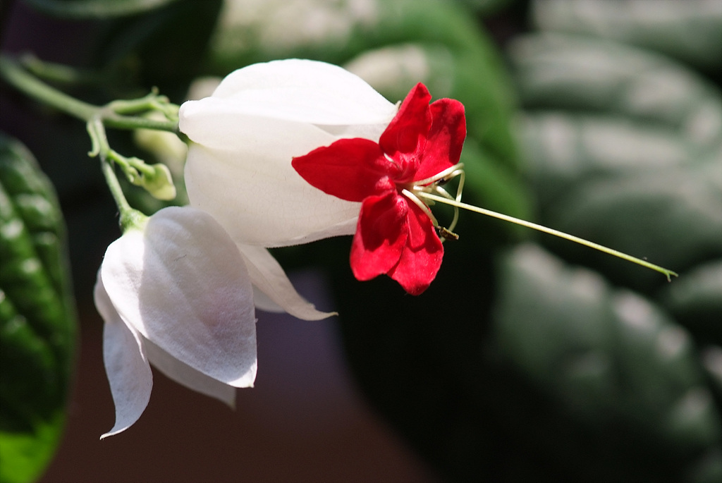 클레로덴드럼 톰소니에 - Bleeding-heart vine, Clerodendrum Thomsoniae