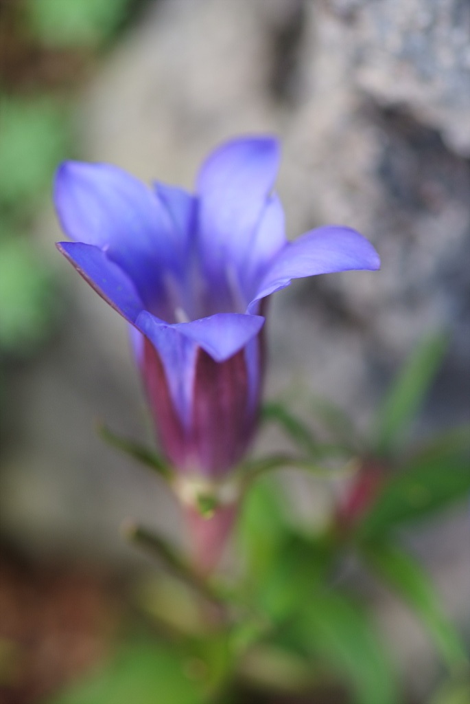 용담 - Gentiana scabra Bunge for. scabra