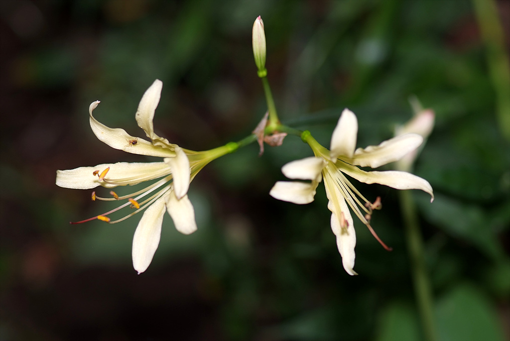 상사화 - Lycoris squamigera Max. 