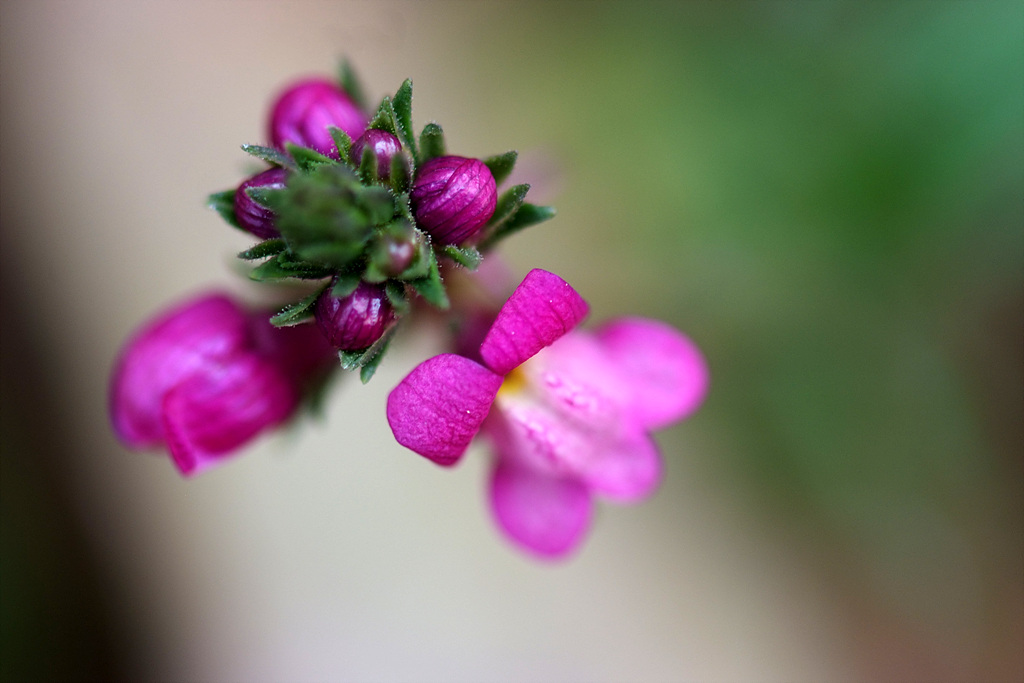 리나리아 - Clovenlip Toadflax, Linaria bipartita