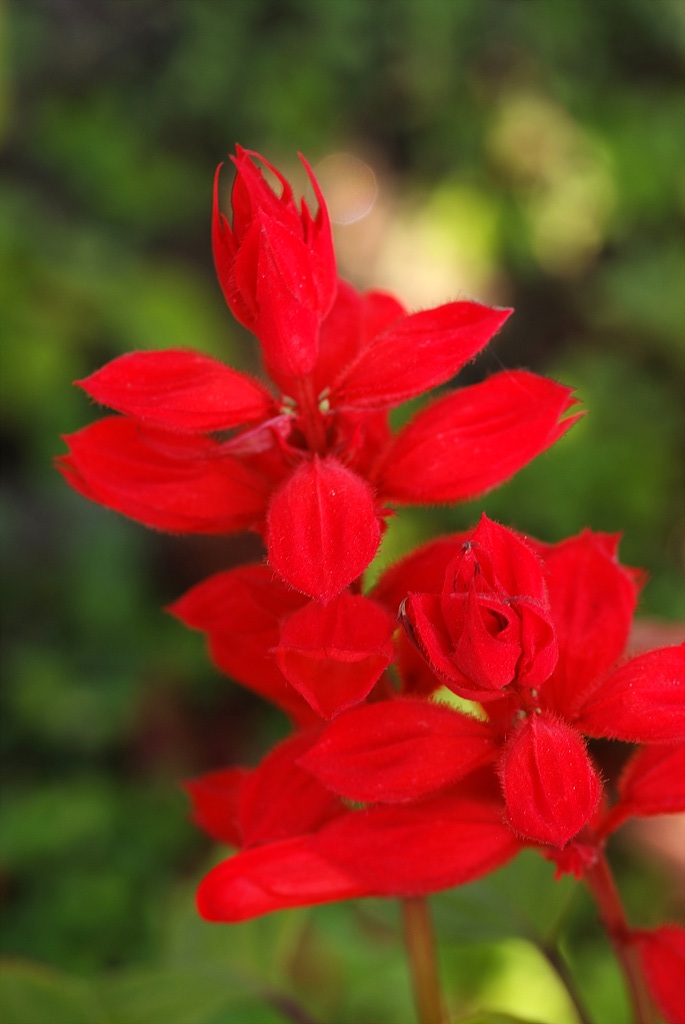 사루비아 - fire sage,, Salvia splendens Ker.