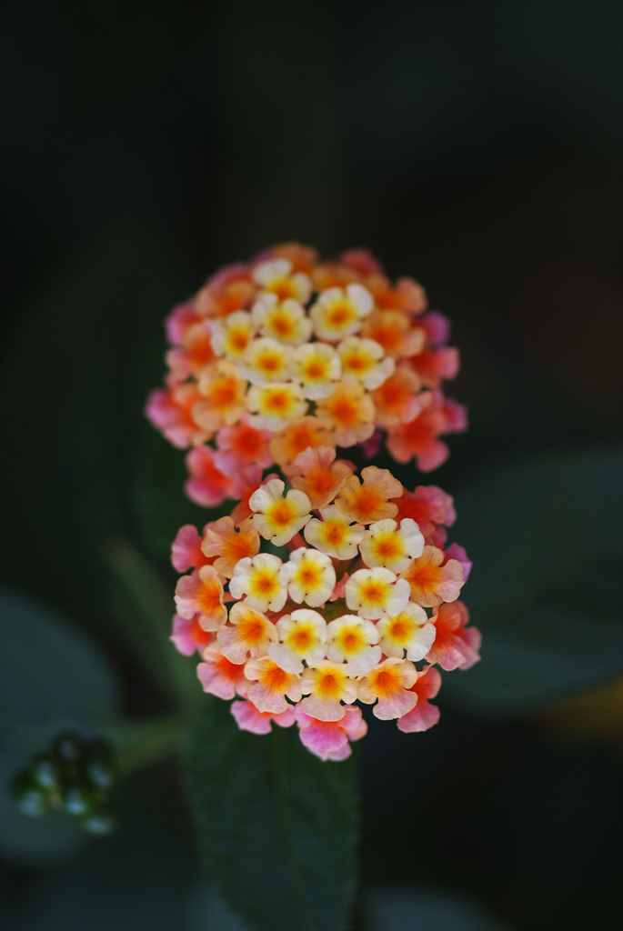 란타나 - Spanish Flag, West Indian Lantana, Lantana camara