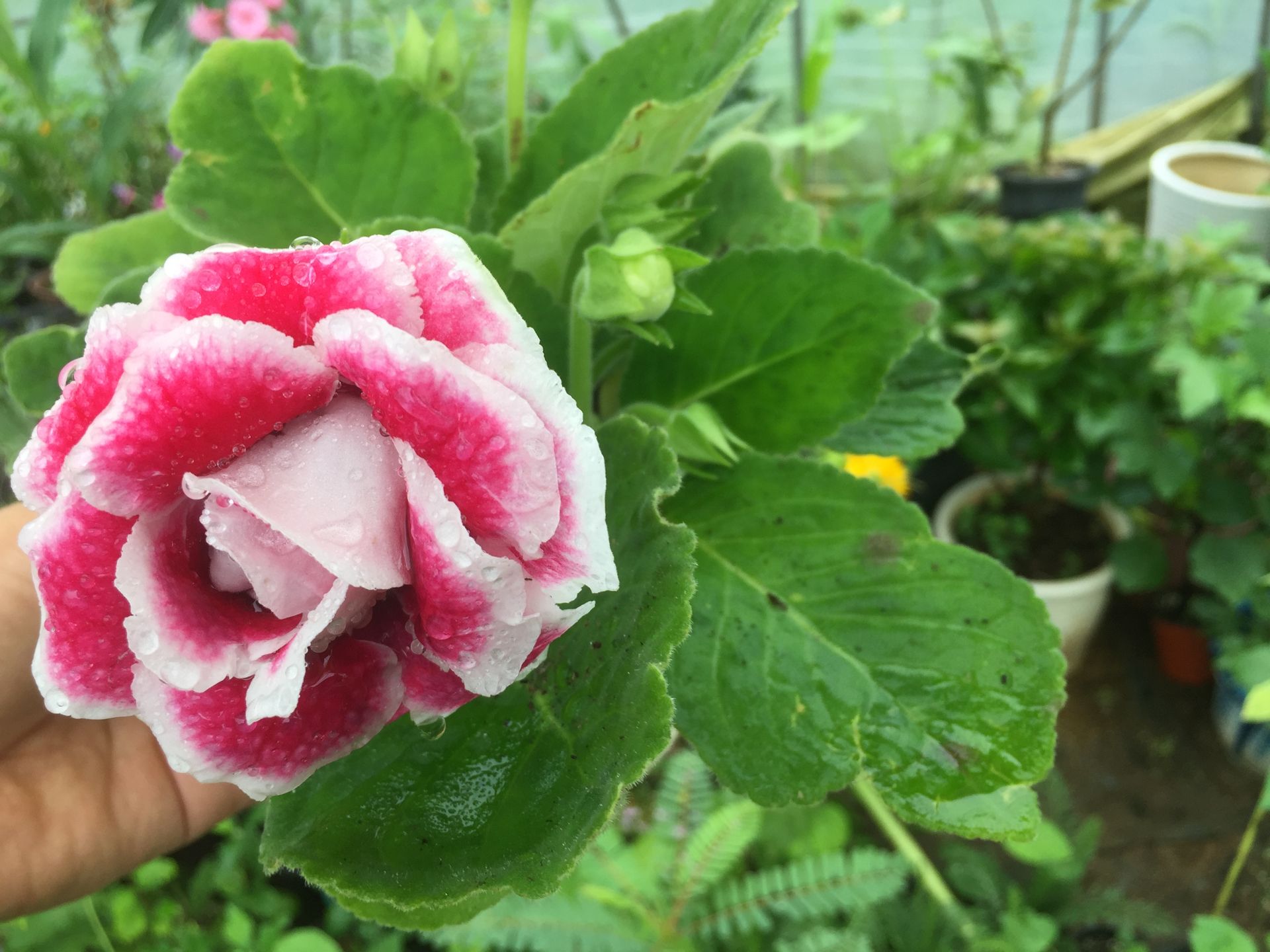 글록시니아 - Gloxinia, Sinningia speciosa
