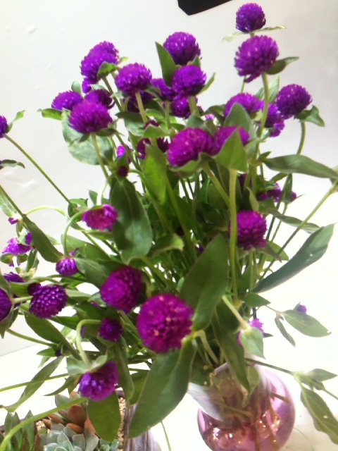 천일홍 - Globe Amaranth, Gomphrena globosa L.