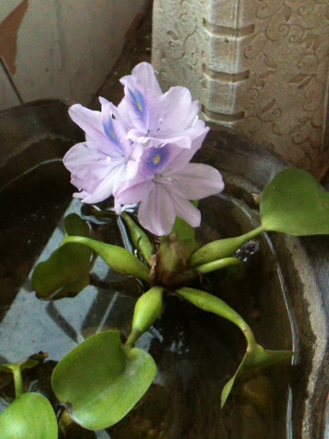 부레옥잠 - common water hyacinth, Eichhornia crassipes