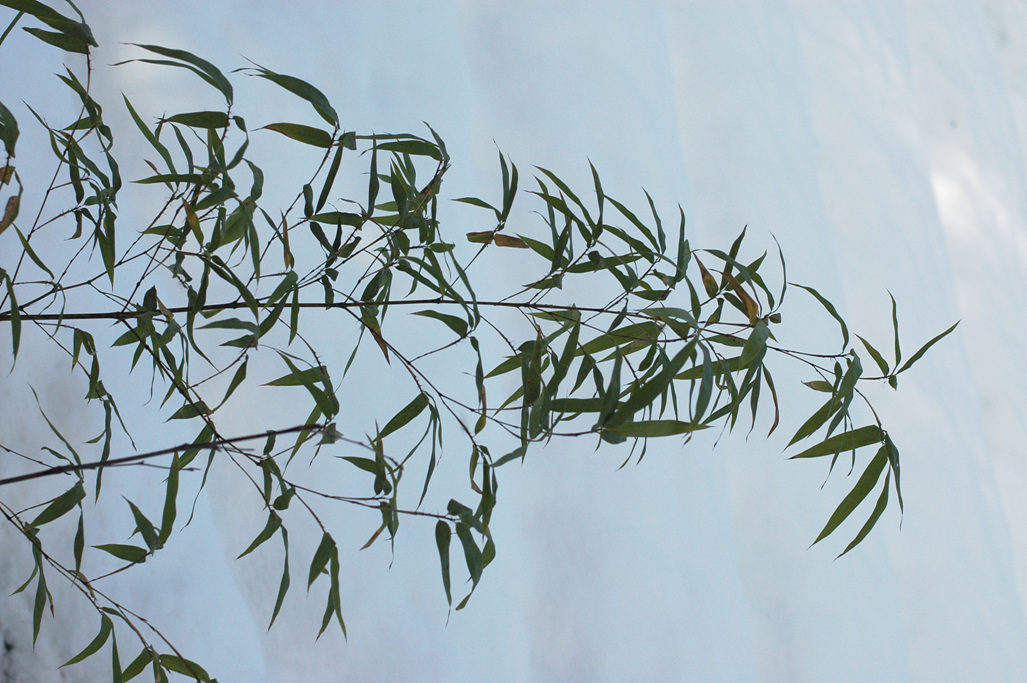 대나무 - Bamboo, Bambuseae