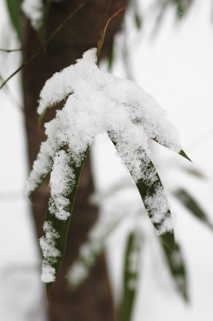대나무 - Bamboo, Bambuseae