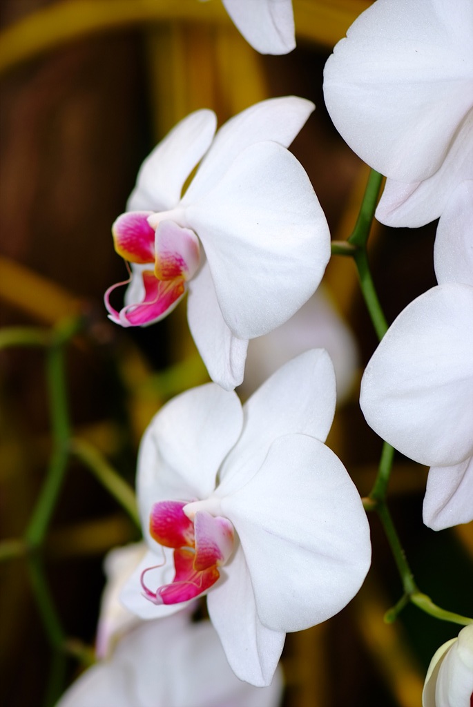 호접란 - Moth orchids, phalaenopsis