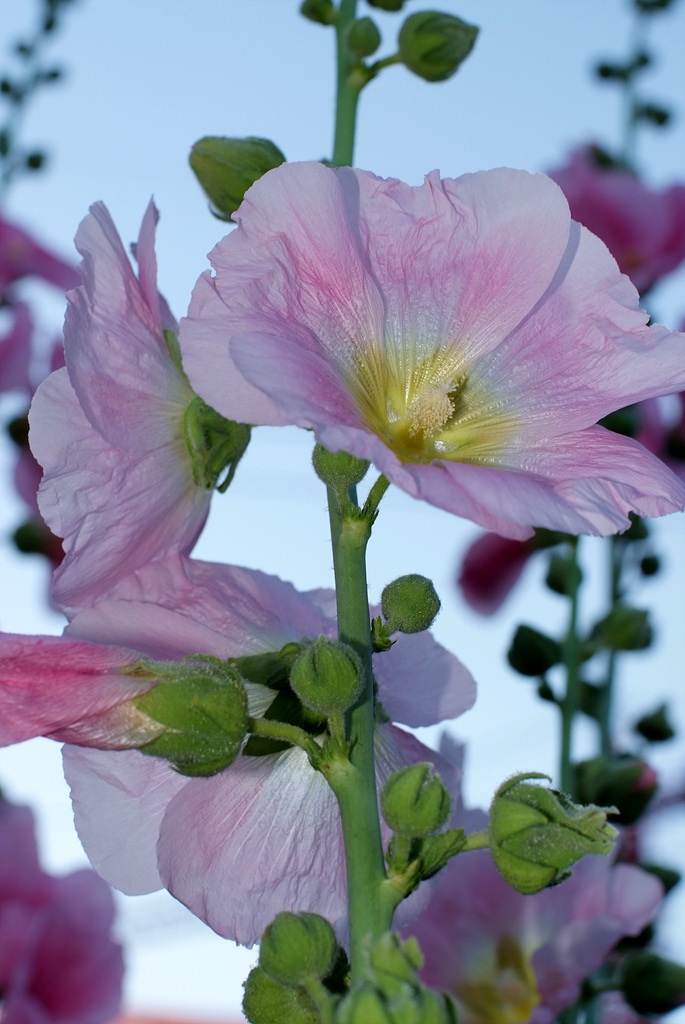 접시꽃 - Alcea rosea, Althaea rosea