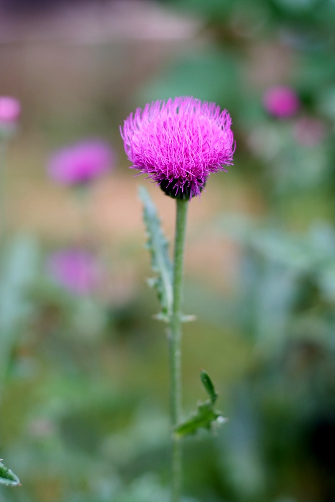 엉겅퀴 - Cirsium japonicum var. ussuriense