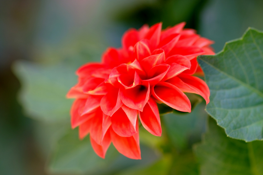 다알리아 - YELLOw BAIRD, Dahlia pinnata Cav.