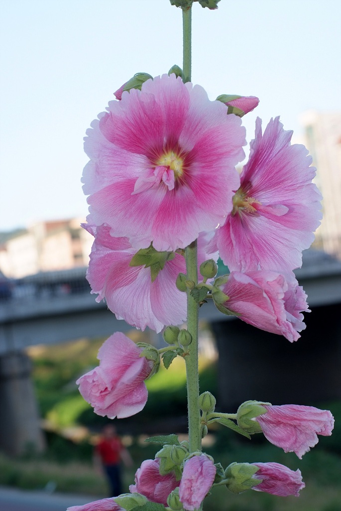 접시꽃 - Alcea rosea, Althaea rosea