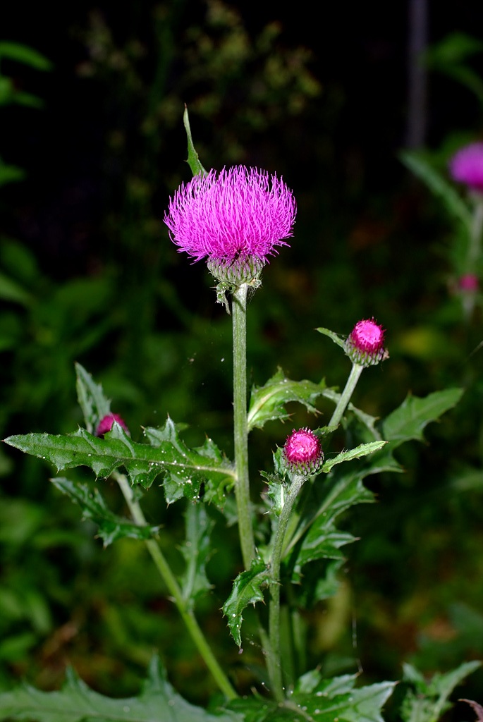 엉겅퀴 - Cirsium japonicum var. ussuriense