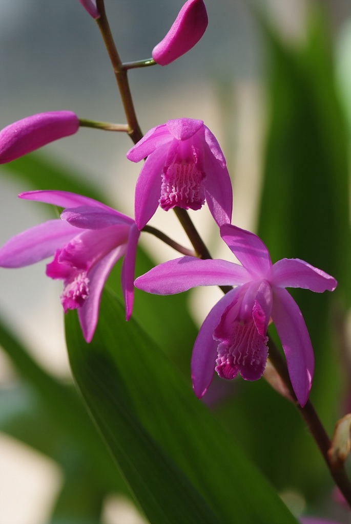 자란 - Bletilla striata (Thunb. ex Murray) Rchb.f.