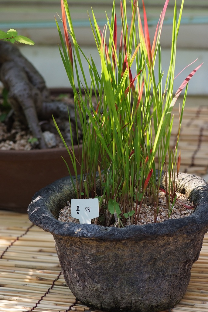 홍띠 - Cogongrass, Imperata cylindrica