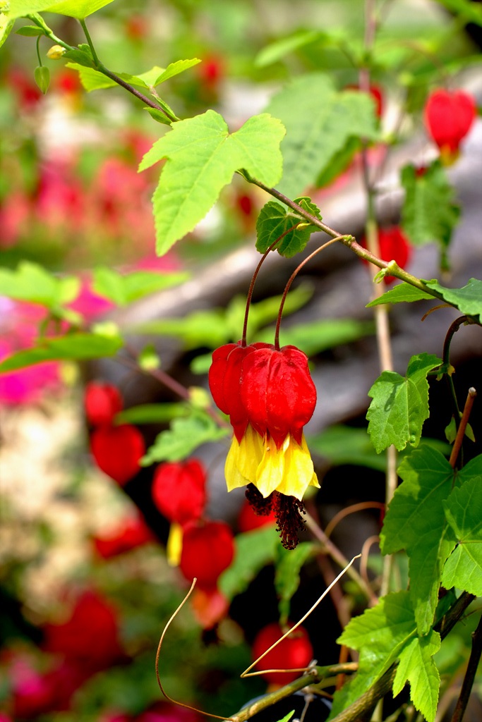 아부틸론 - Trailing Abutilon, Brazilian Abutilon, Abutilon megapotamicum