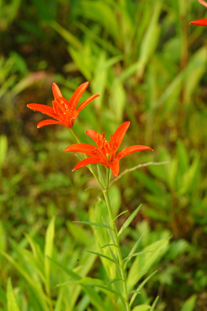 하늘나리 - star lily, Lilium concolor var. partheneion