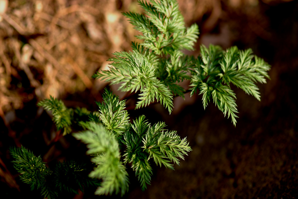 복수초 - Adonis amurensis