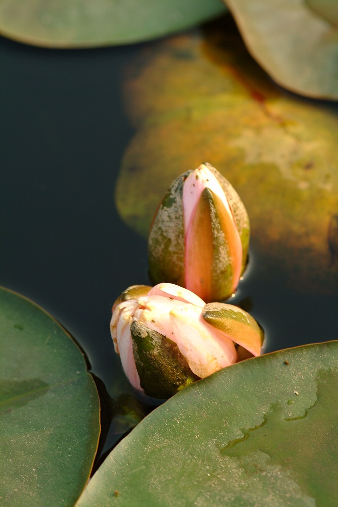 연꽃 - Nelumbo nucifera