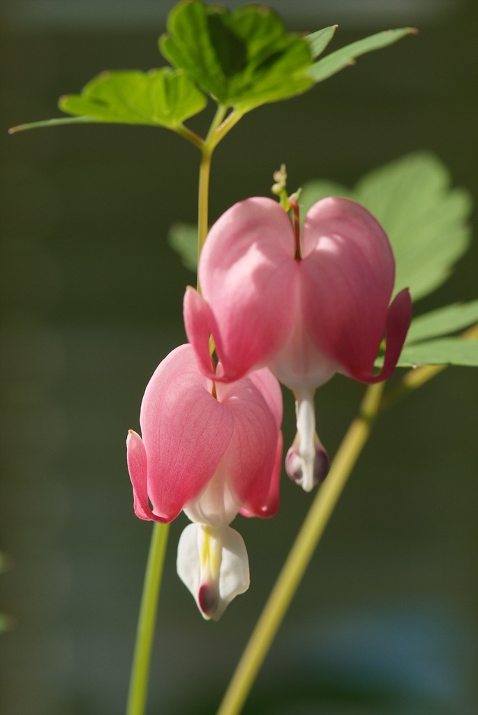금낭화 - Dicentra spectabilis
