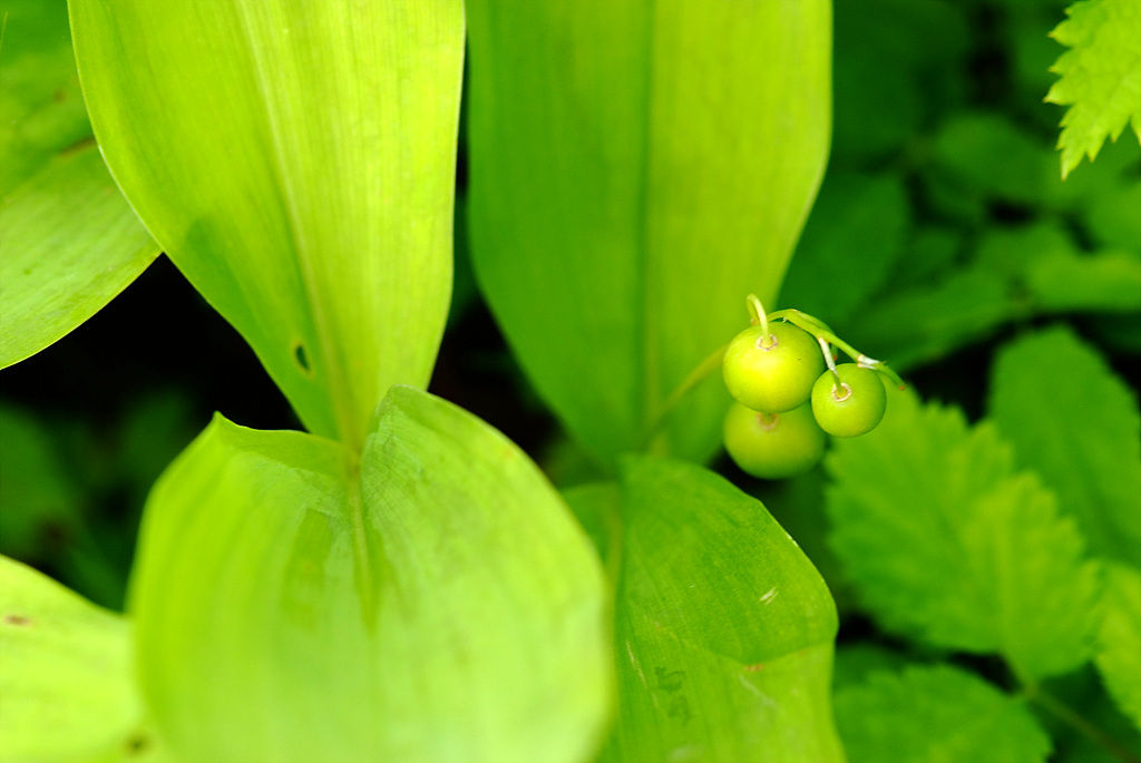 둥굴레 - ㅋㅋ, Polygonatum odoratum var.pluriflorum