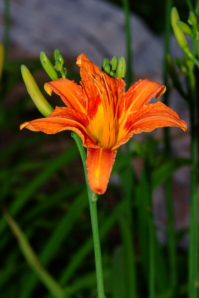 원추리 - Hemerocallis fulva