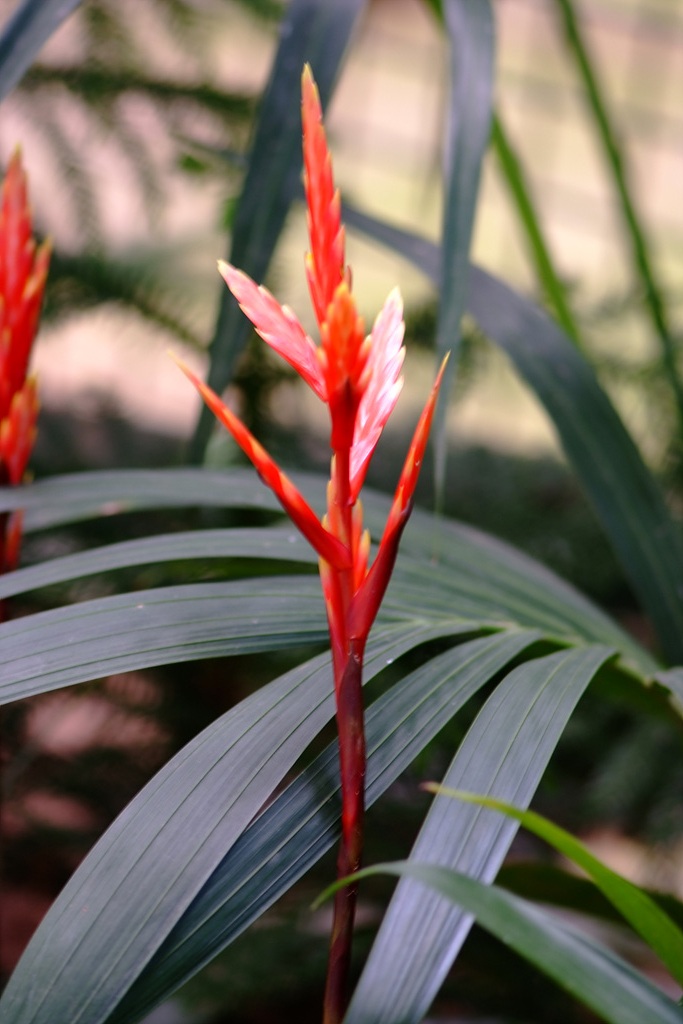아나나스 - Ananas spp.