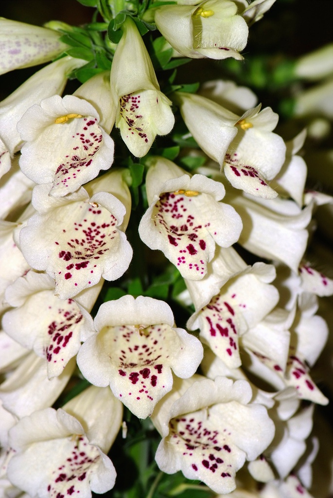 디기탈리스 - Digitalis, Digitalis purpurea L.