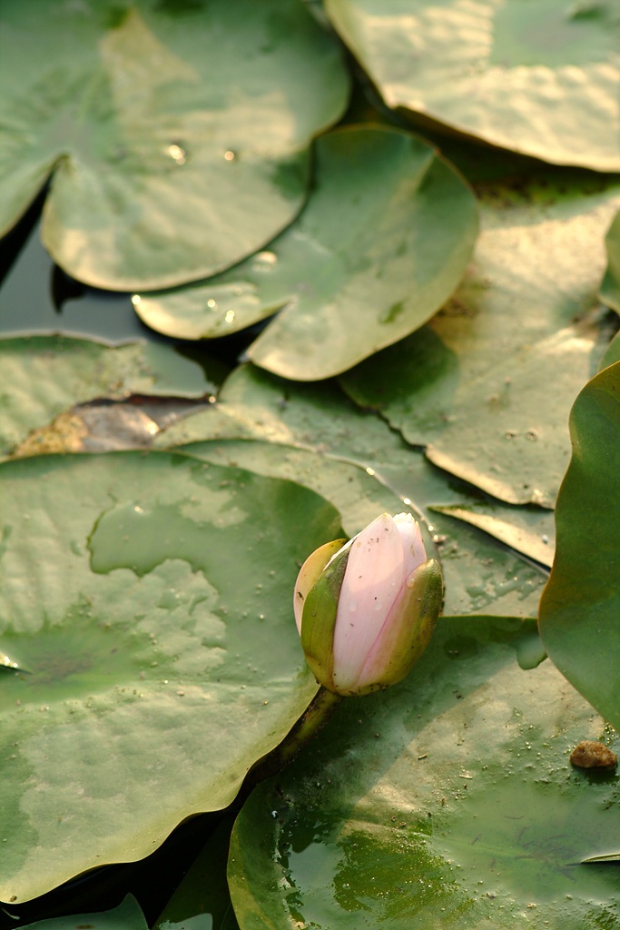 연꽃 - Nelumbo nucifera