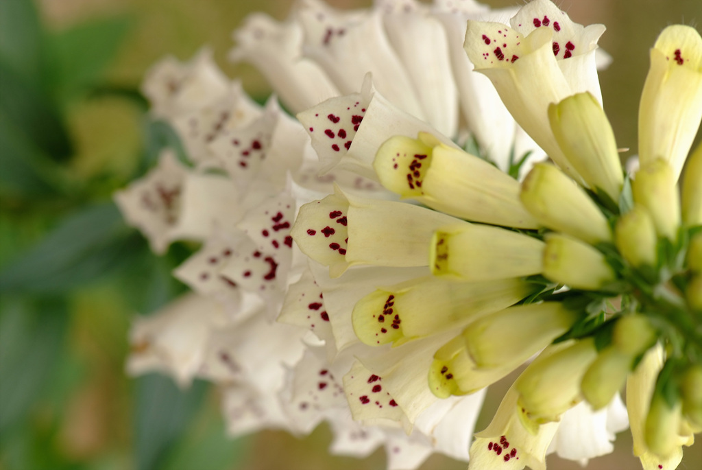 디기탈리스 - Digitalis, Digitalis purpurea L.