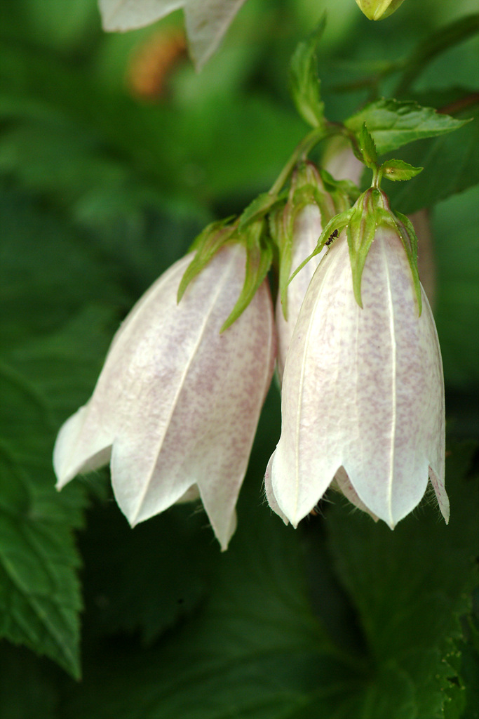 섬초롱꽃 - Campanula takesimana