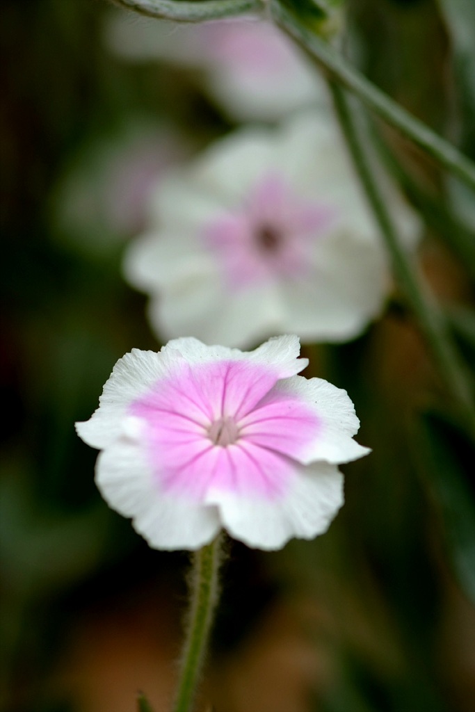우단동자 - rose campion, dusty miller, mullein-pink, bloody William, lamp-flower, Silene coronaria