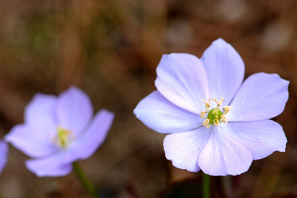 깽깽이풀 - Jeffersonia dubia