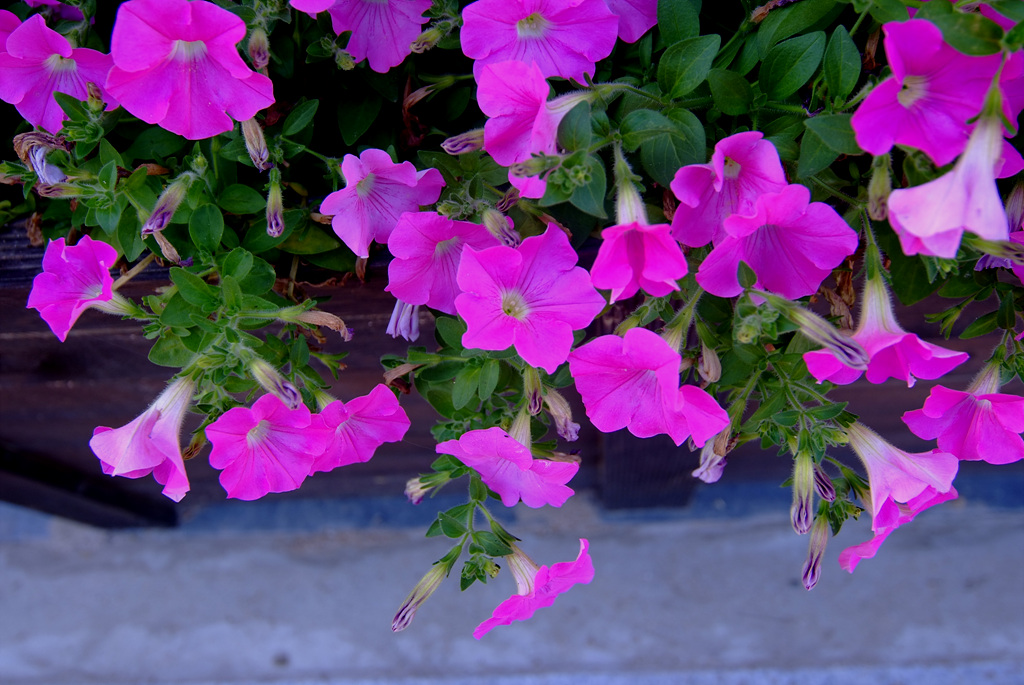 페튜니아 - Common Garden Petunia, Petunia hybrida