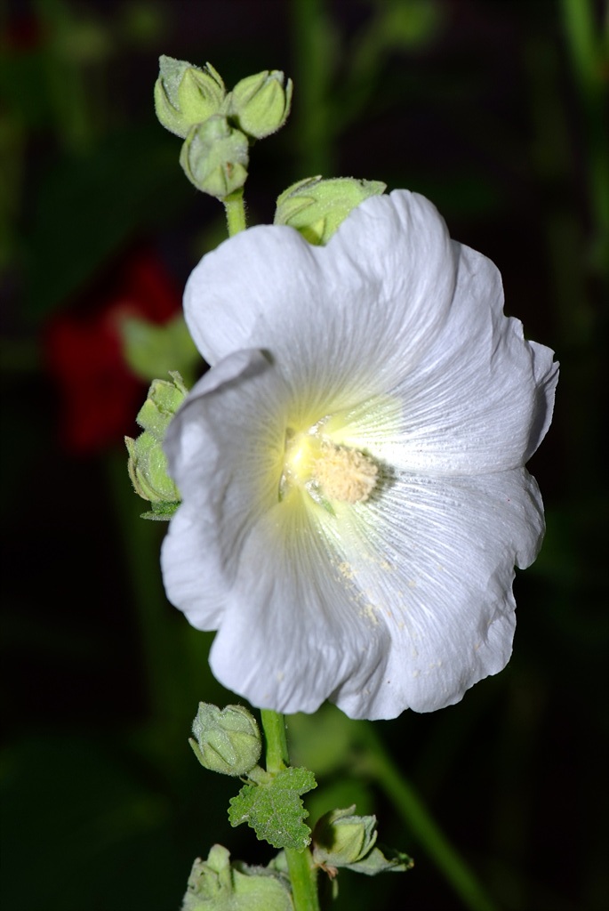 접시꽃 - Alcea rosea, Althaea rosea