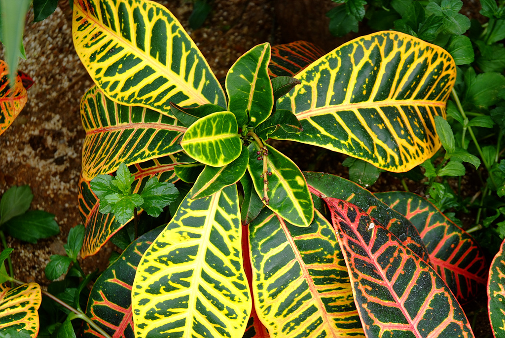 크로톤 - Croton codiaeum revolution, croton,Codiaeum variegatum,pictum