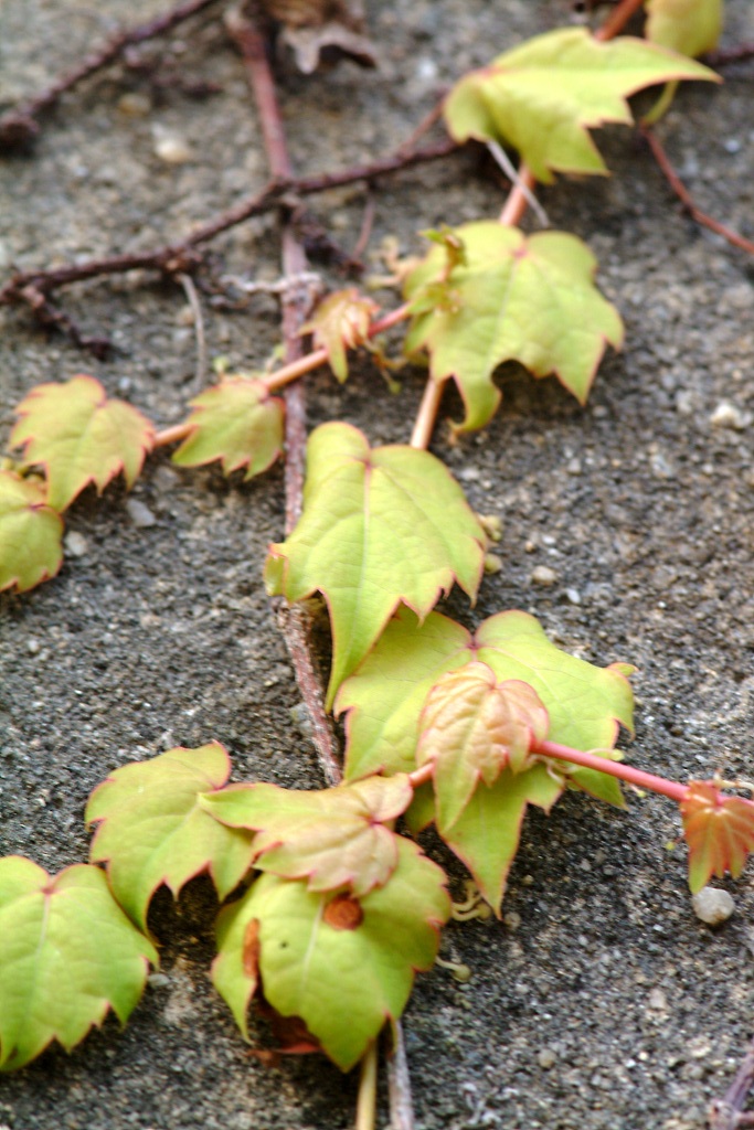 담쟁이덩굴 - Parthenocissus tricuspidata