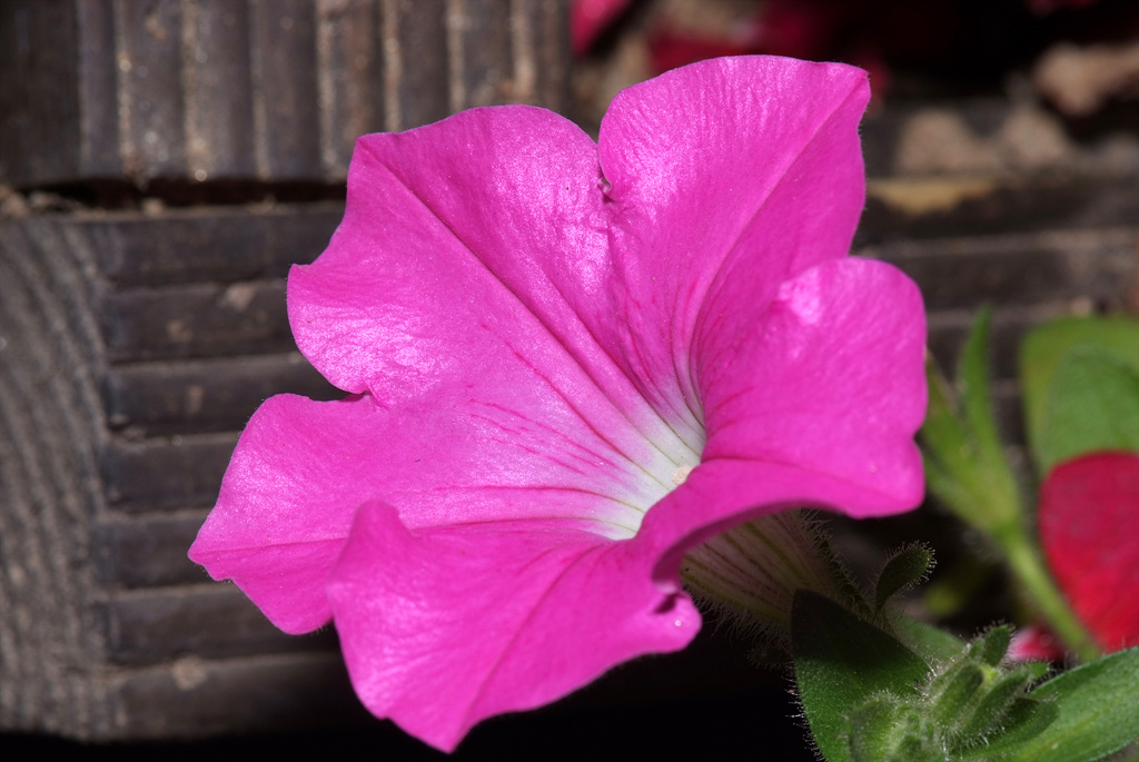 페튜니아 - Common Garden Petunia, Petunia hybrida