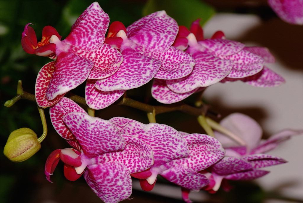 호접란 - Moth orchids, phalaenopsis