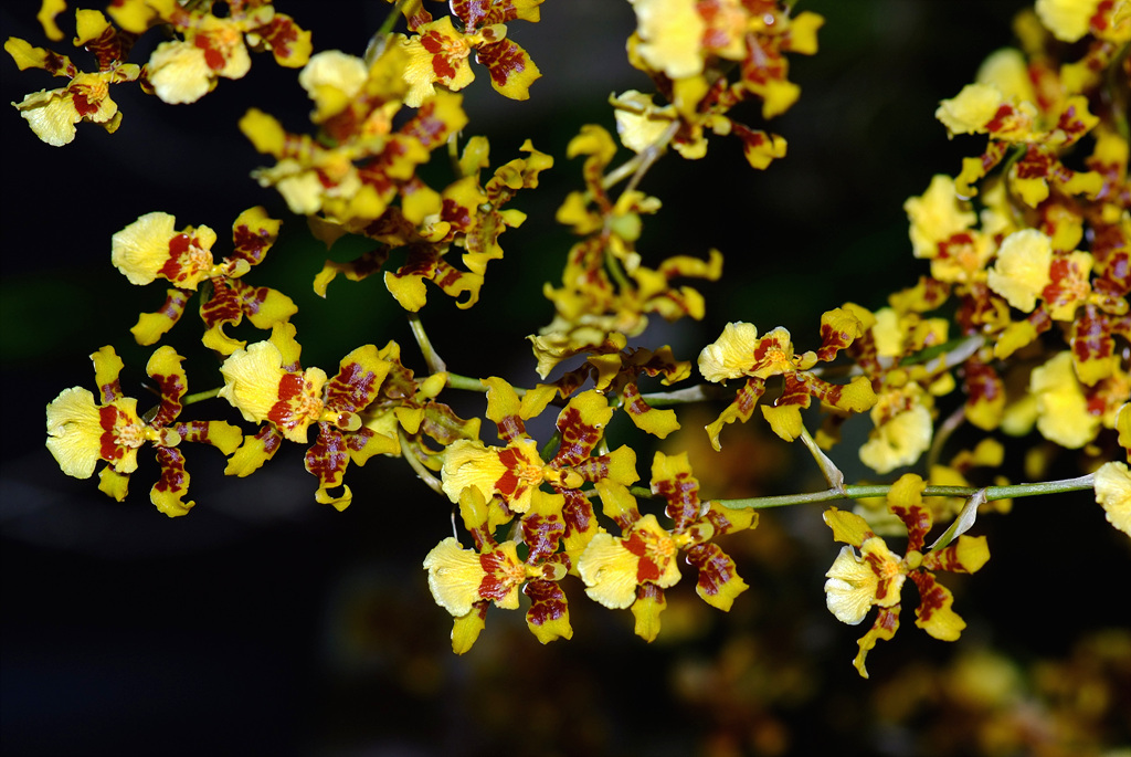 온시디움 - Dancing ladies, Dancing dolls, Oncidium spp.