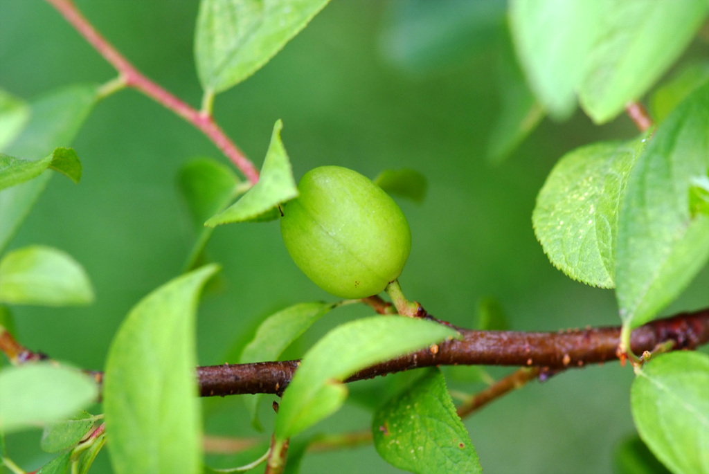 매화 - Prunus mume