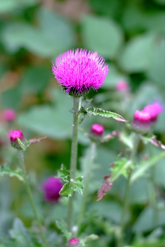엉겅퀴 - Cirsium japonicum var. ussuriense