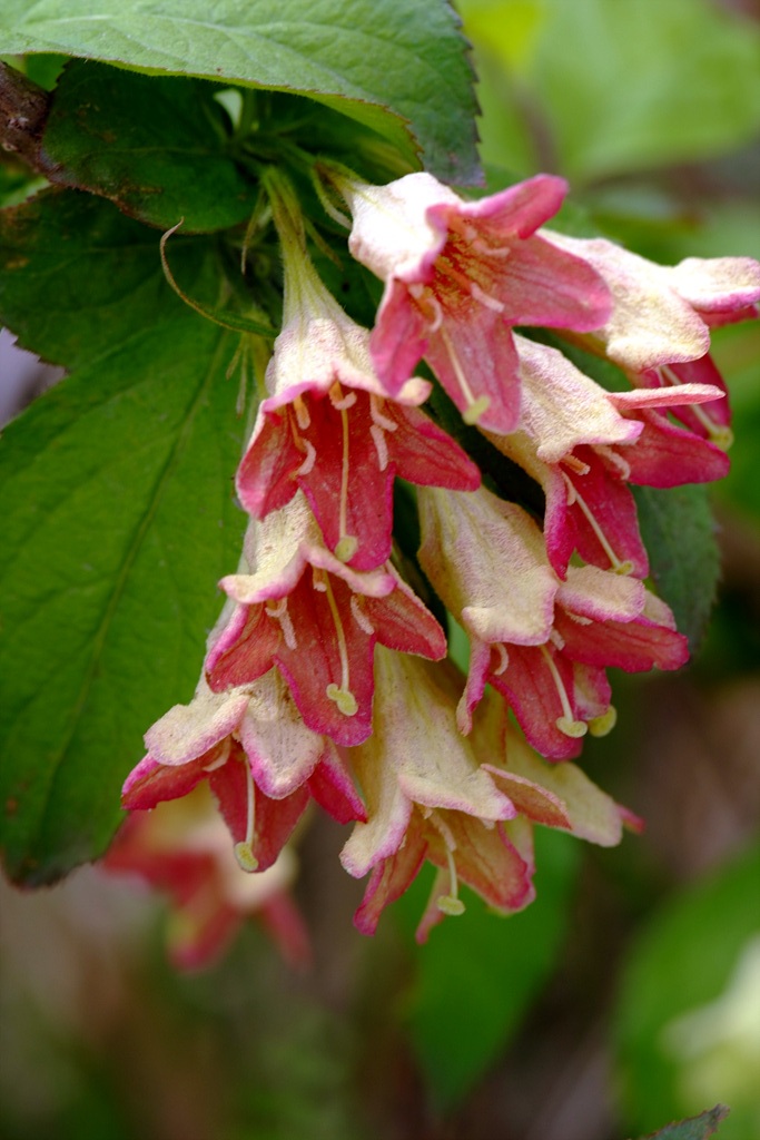 병꽃나무 - Weigela subsessilis