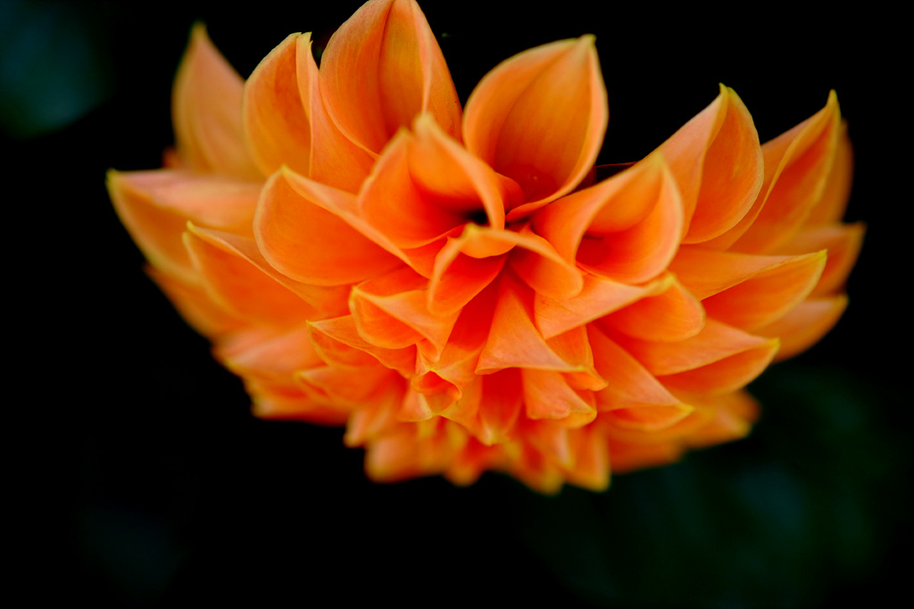 다알리아 - YELLOw BAIRD, Dahlia pinnata Cav.