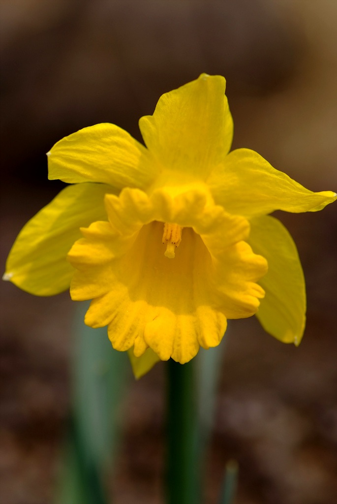 수선화 - daffodil, Narcissus tazetta var. chinensis
