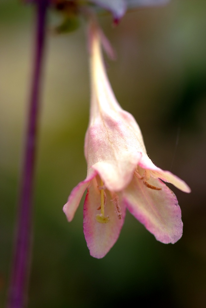 병꽃나무 - Weigela subsessilis
