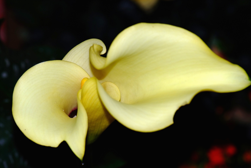 칼라 - calla, Zantedeschia aethiopica