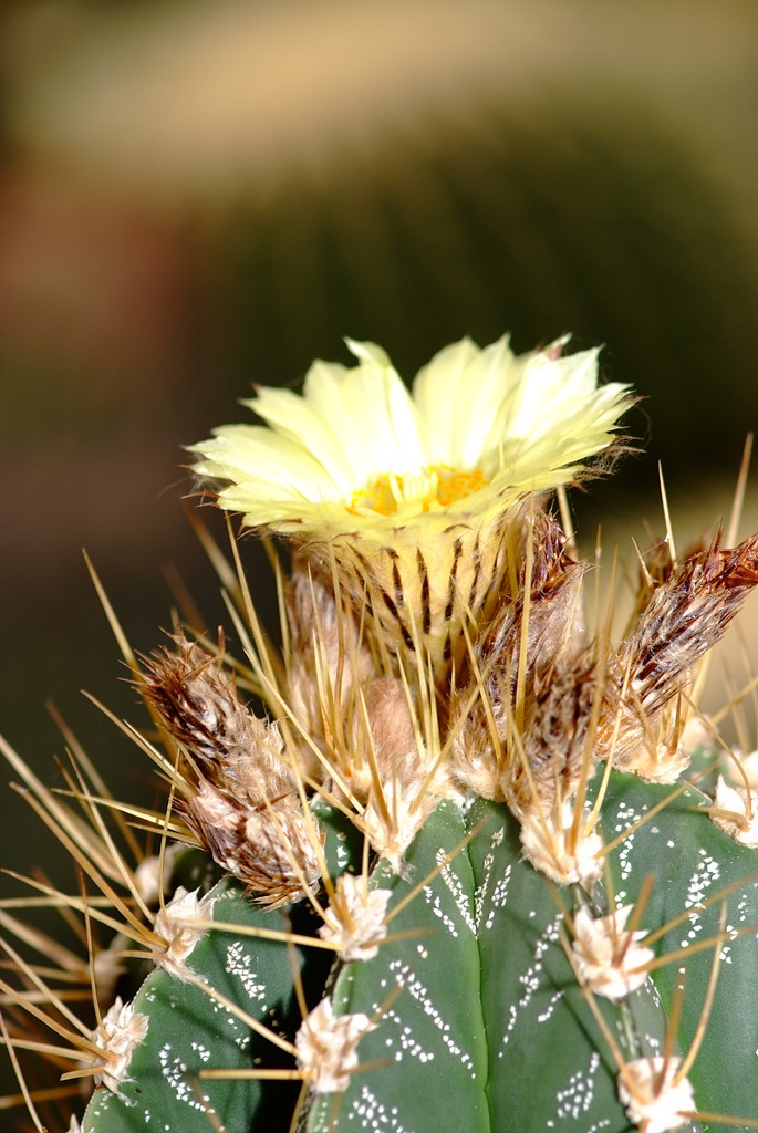 선인장 - Opuntia ficus-indica Mill.
