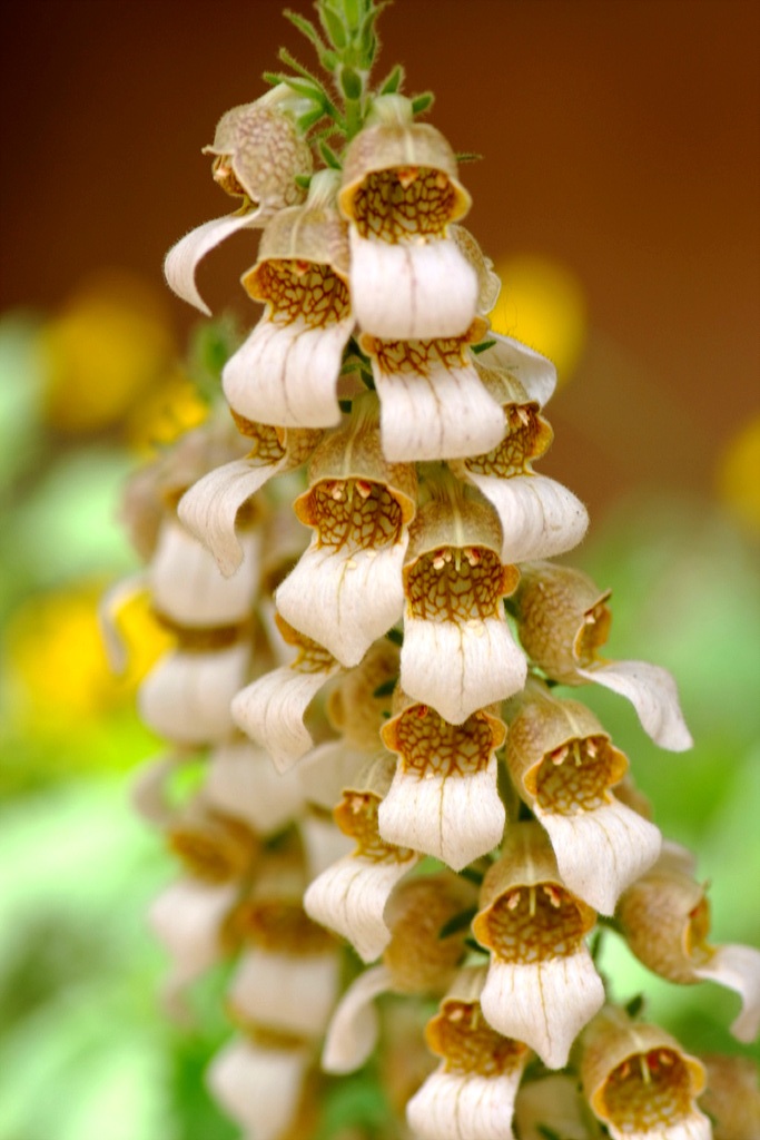 폭스 글로브 - Foxglove, Digitalis spp. foxglove