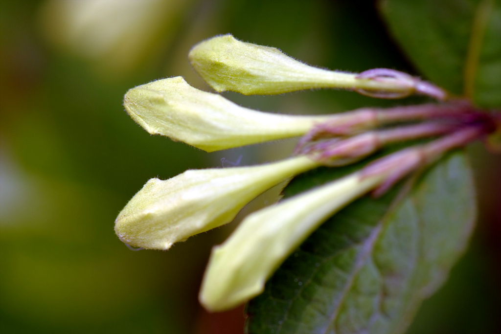 병꽃나무 - Weigela subsessilis